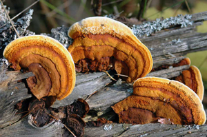 Gloeophyllum saepiarium, a group of actively growing fruiting bodies showing the concentric bands and furry texture of one band on the cap.